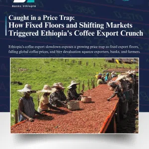 Caught in a Price Trap: How Fixed Floors and Shifting Markets Triggered Ethiopia's Coffee Export Crunch
